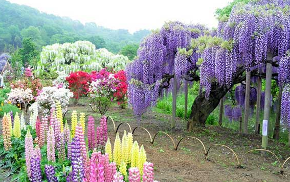 日本文化中的樱花情结