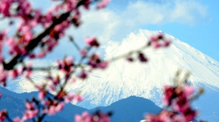 神奈川 樱花 日语培训